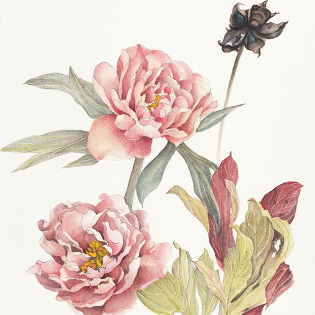 Peony Singing in the Rain - Botanical Prints | The Peony Girl